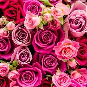 Meet your Posher, Nisa